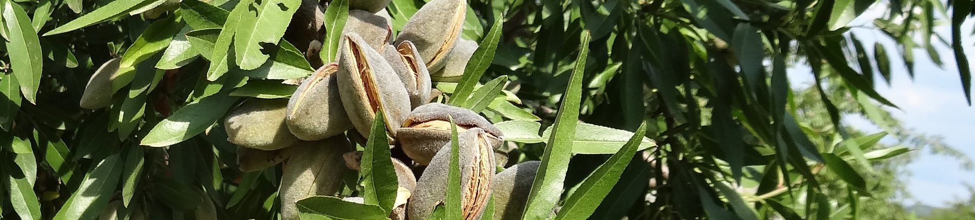 Le chant des Amandes - L'amande de provence Le chant des Amandes