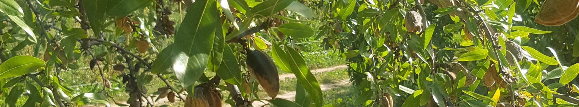 Le chant des Amandes - L'exploitation Le chant des Amandes