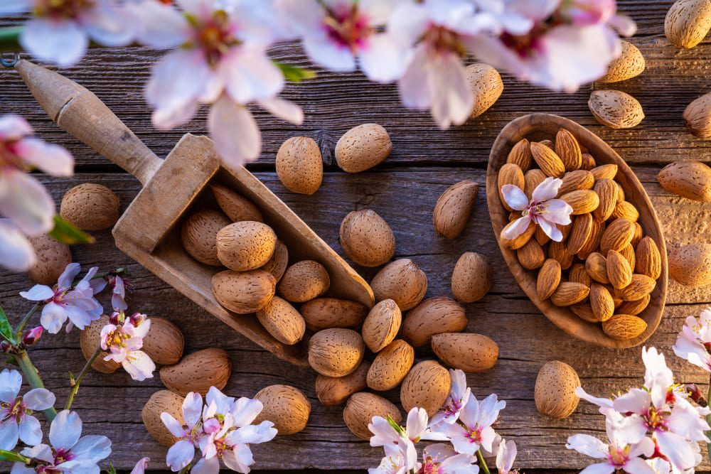 L'Aventure des Amandes de Provence : Histoire et Redécouverte