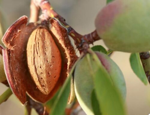 L’Aventure des Amandes de Provence : Tradition Familiale et Saveurs Authentiques